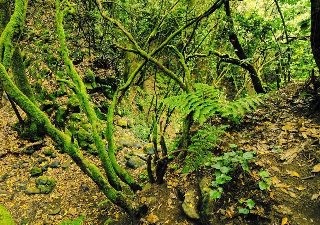 laurisilva de l'île de la palma.