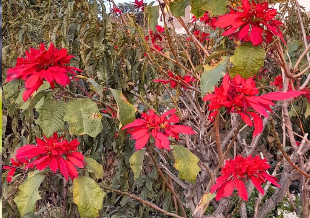 poinsettia fleur