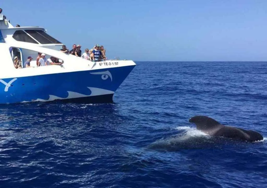 bateau à tazacorte la palma