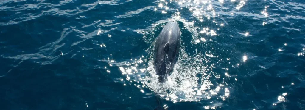 excursion pour voir les dauphins a la palma