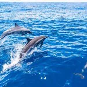 Excursion en Bateau pour voir des Dauphins et des Baleines