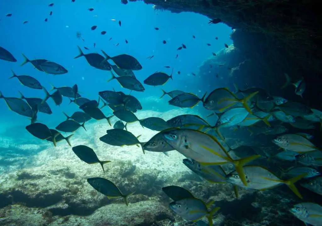 visite des dauphins avec fancy