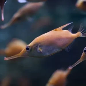 poisson trompette a la palma