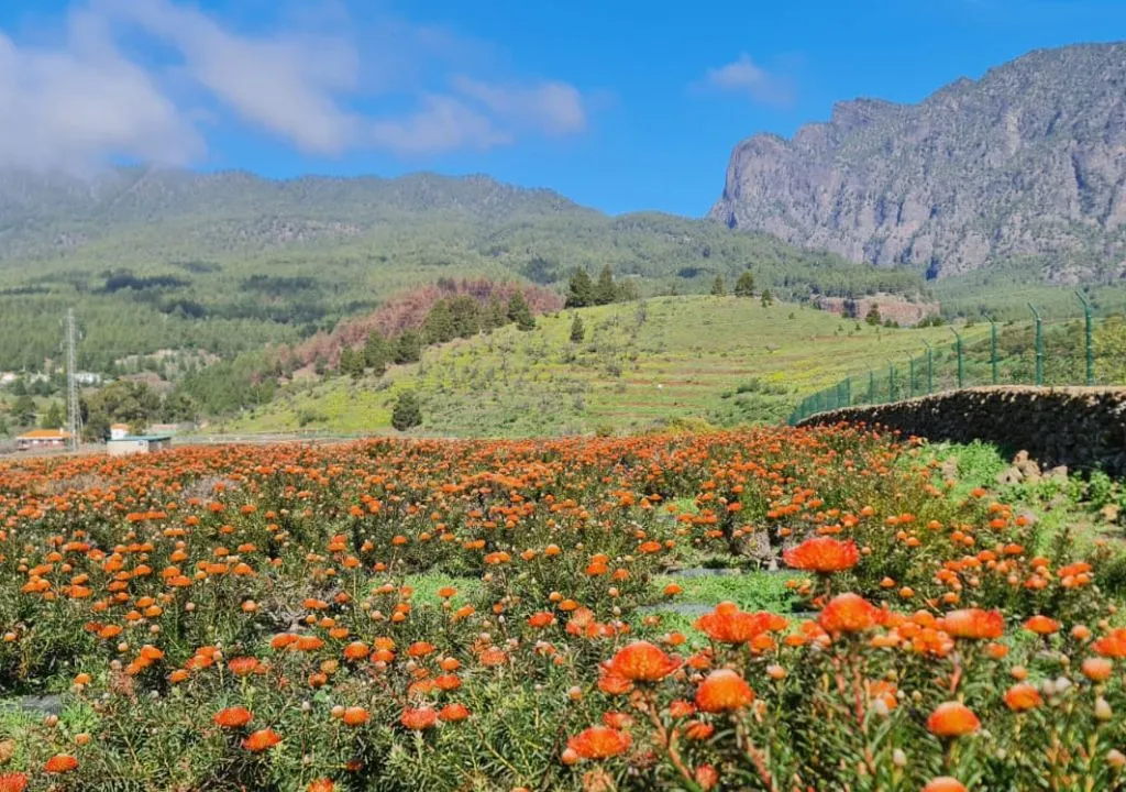 plantation de protéas a la palma