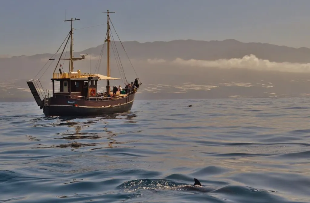 bussard la palma