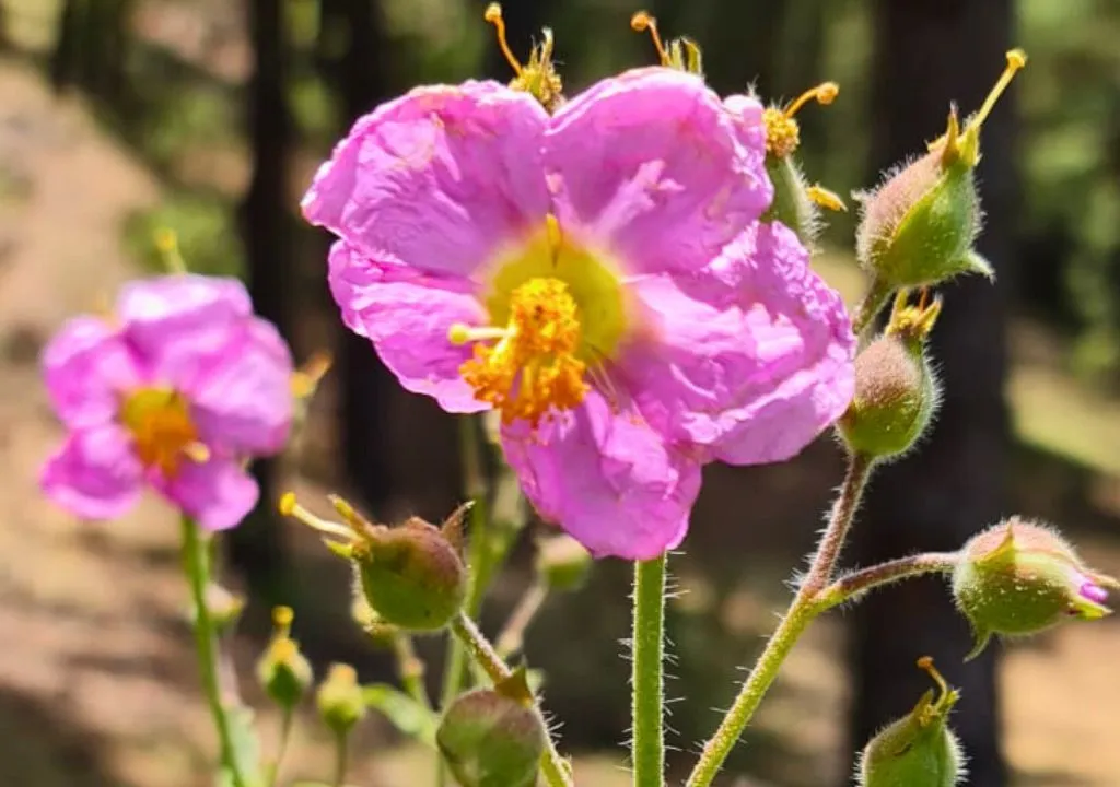 Amagante (Cistus symphytifolius), fleur de la palma