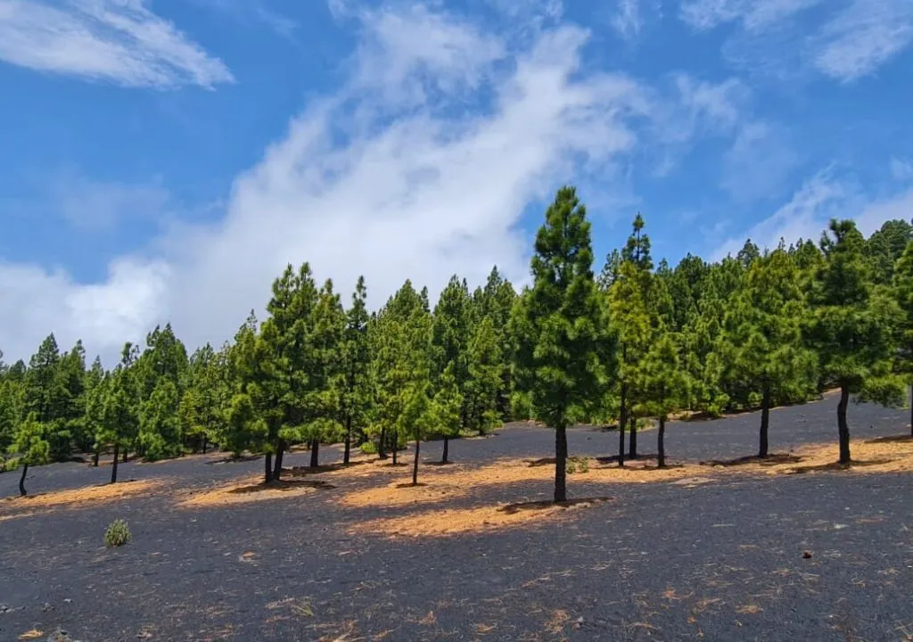 pins a la palma, cumbre vieja