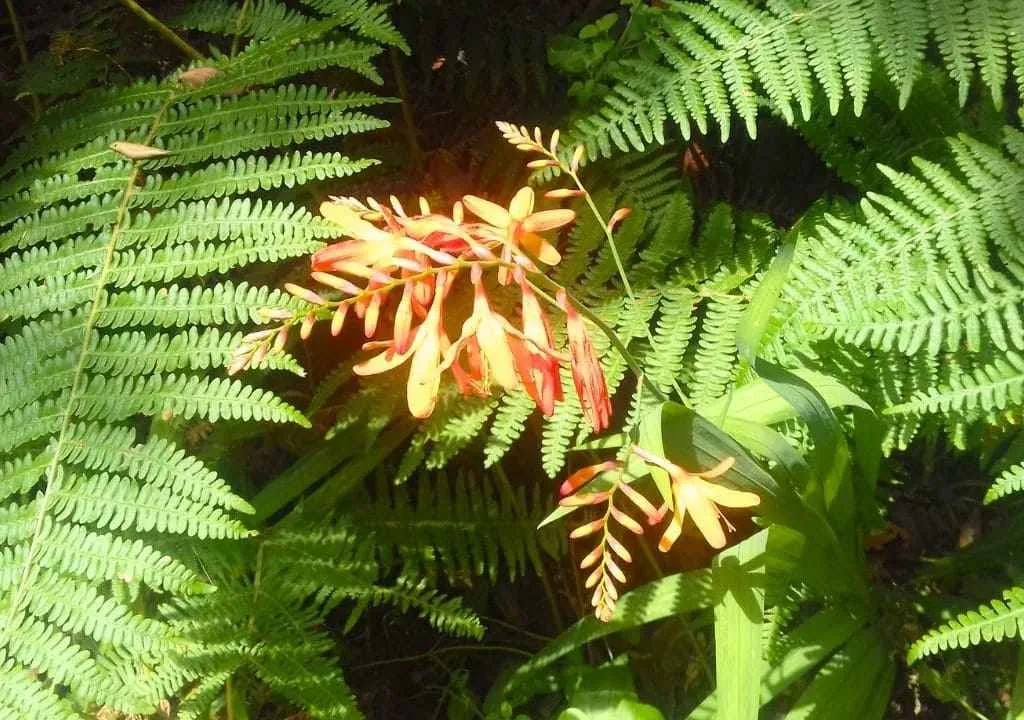 flores de laurisilva que se encuentran sendero del cubo de la galga