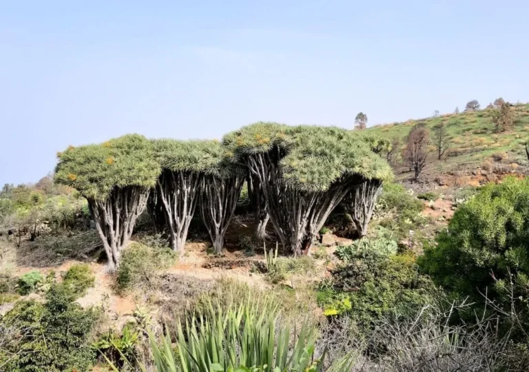 sendero rural de garafia con arboles de drago