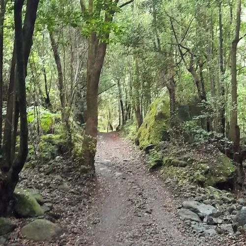 ruta cubo de la galga la palma sendero autoguiado