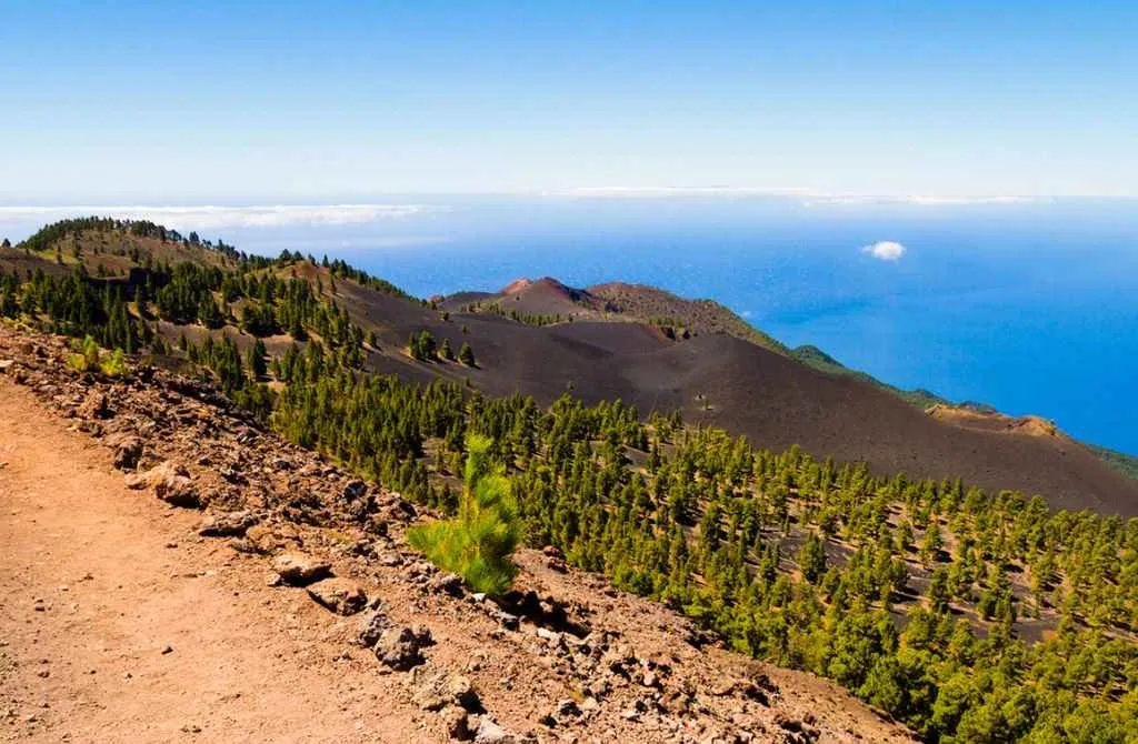 pinos en la cumbre vieja la palma
