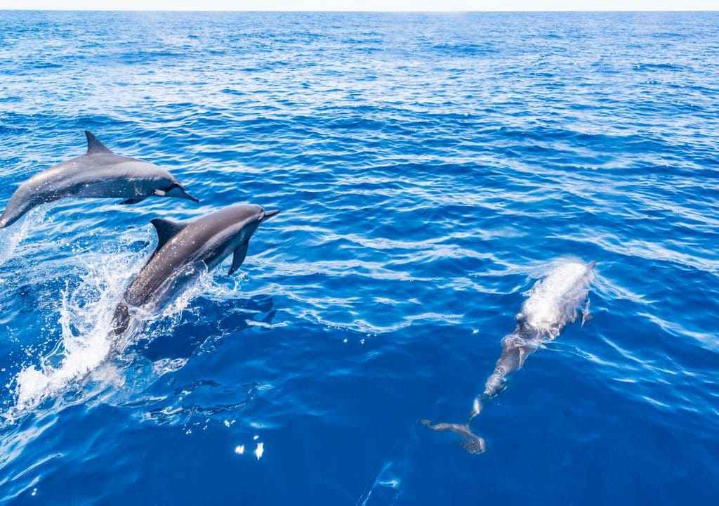 Delfines y ballenas la palma