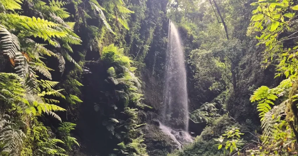 cascada en la palma