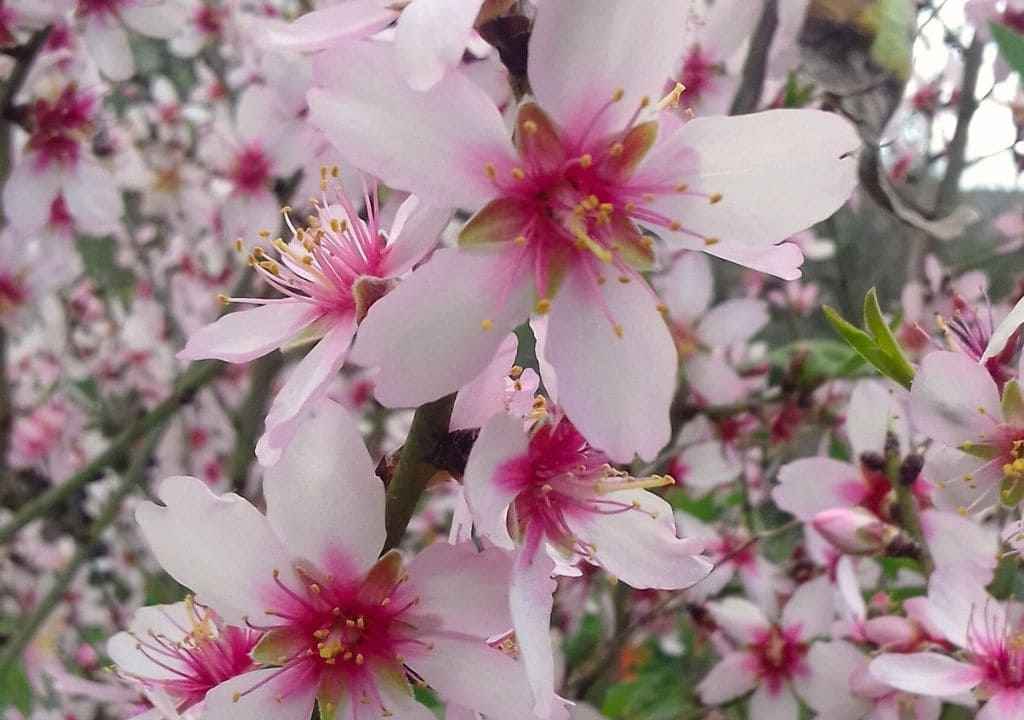almendro en flor Puntagorda