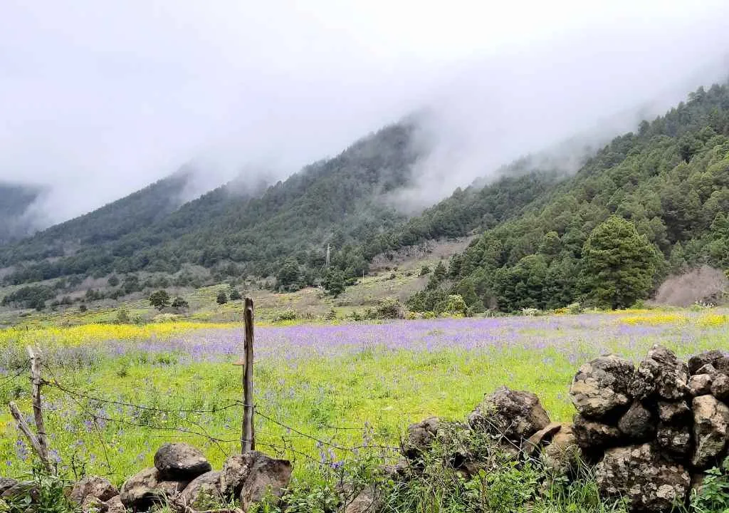 floracion de flores azul en el paso