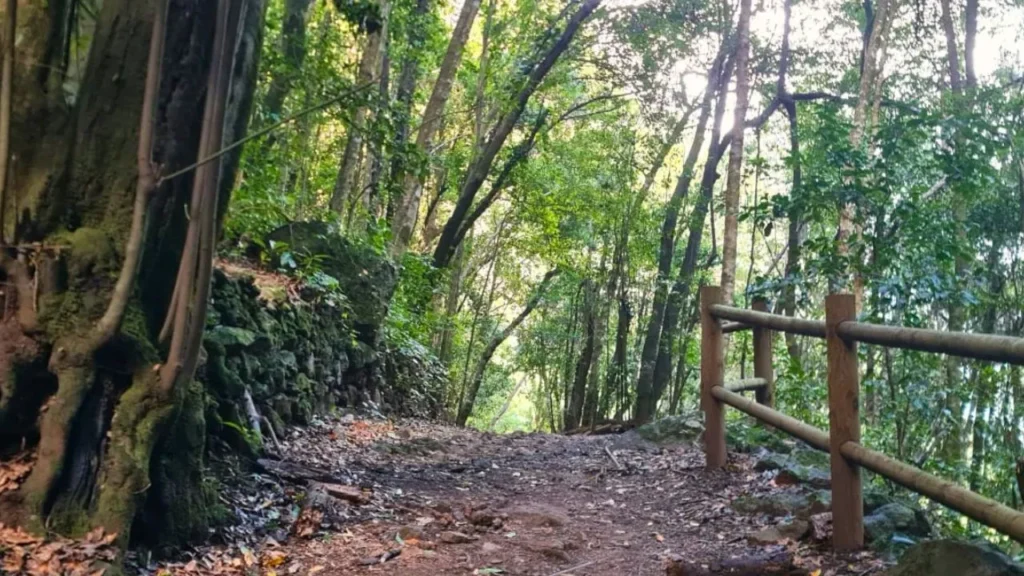 bosque de la palma