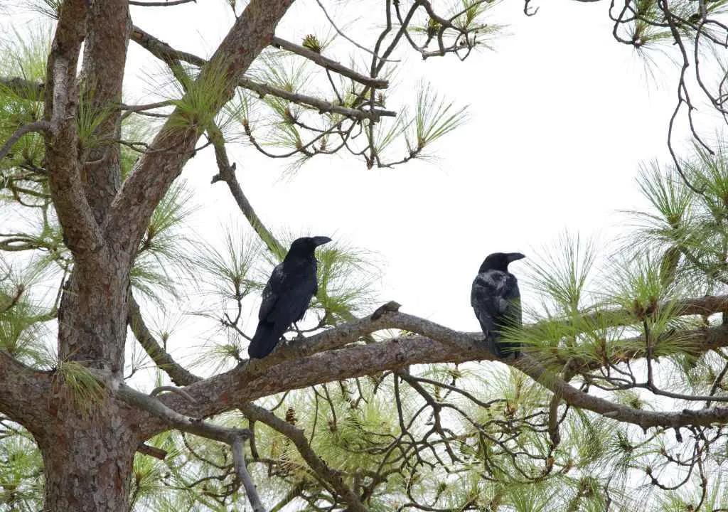 cuervos sobre pinos