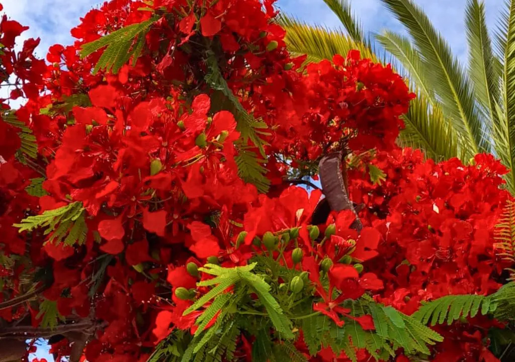 flamboyan arbol decorativo a la palma