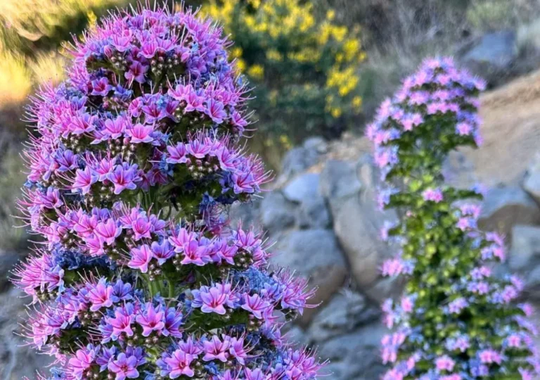 tajinaste viola en flor en las cumbres de la palma