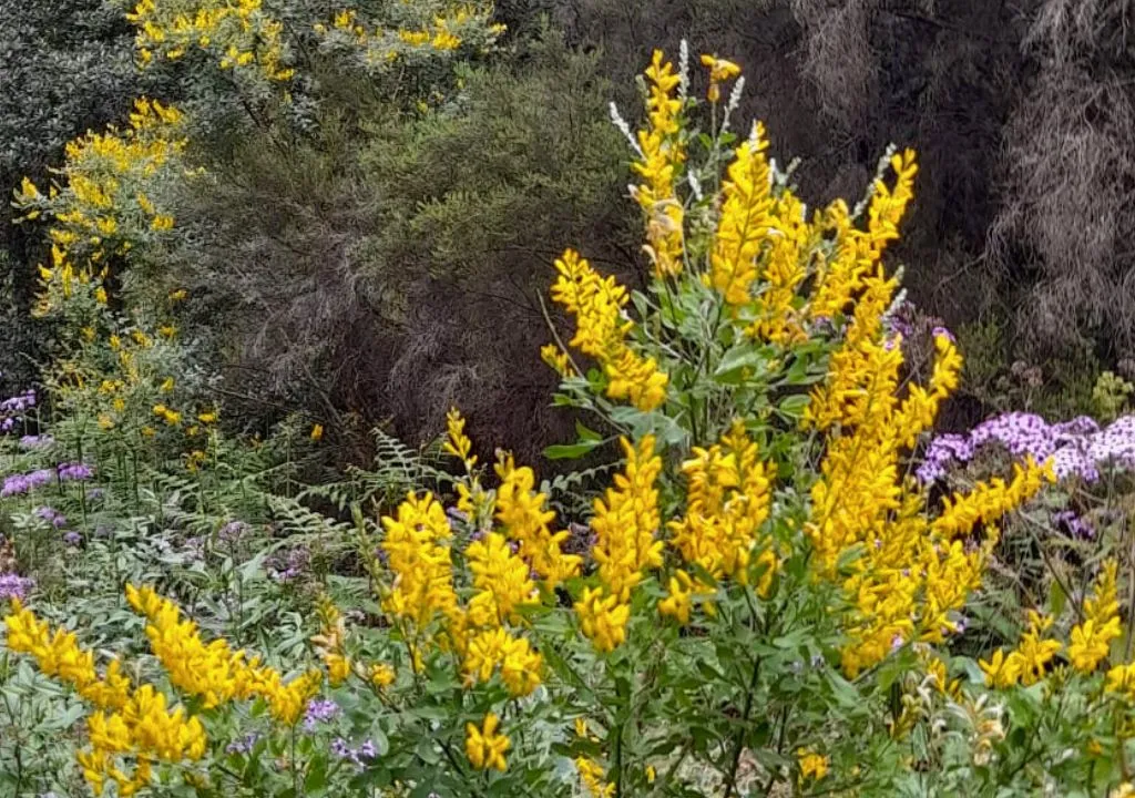 flor amarilla gacia de monte a la palma