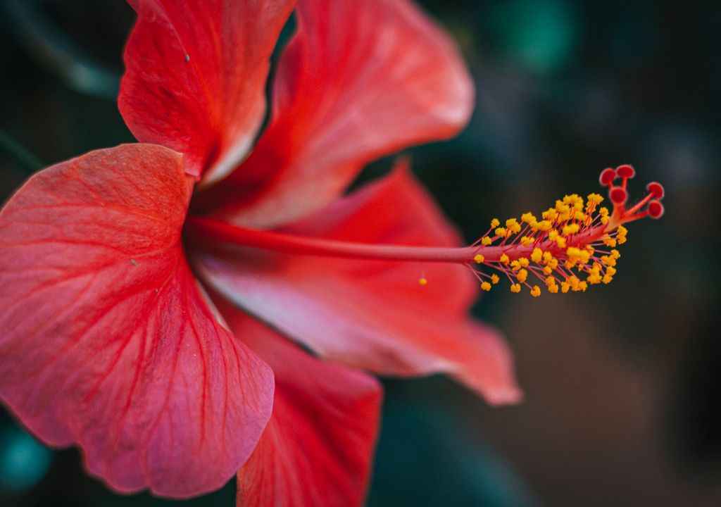 hibiscus flores de la palma