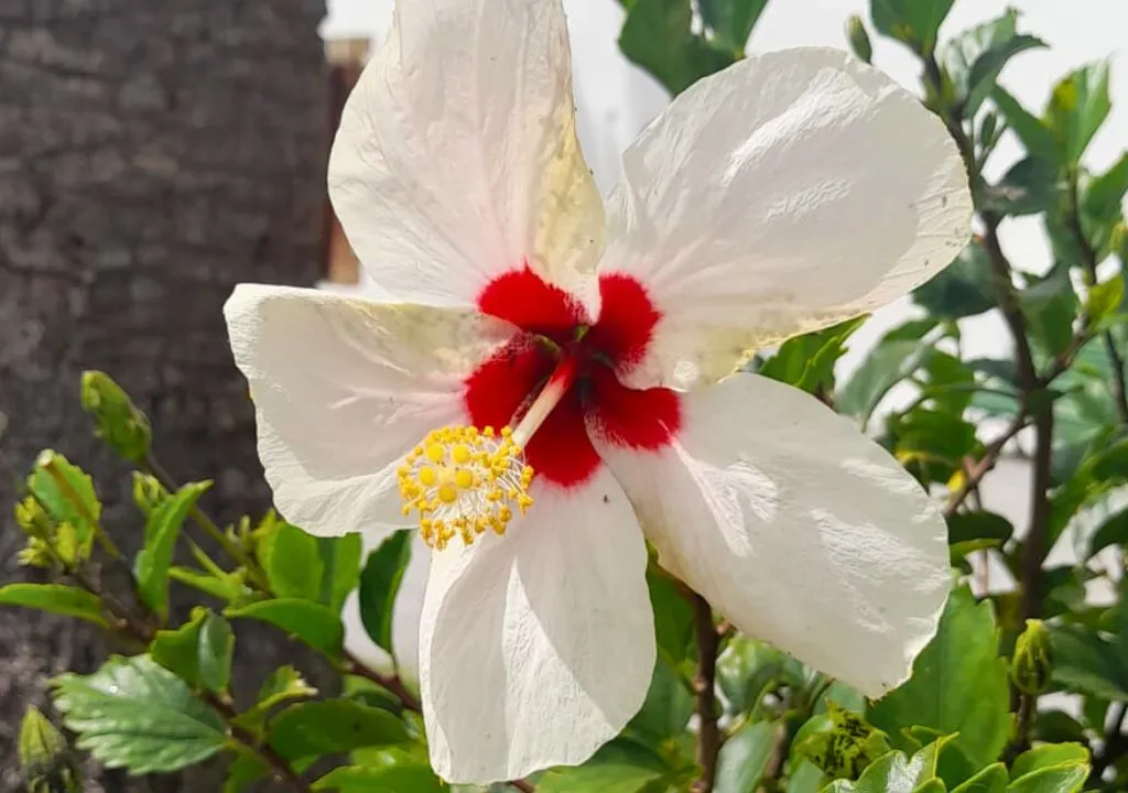 hibiscus flor