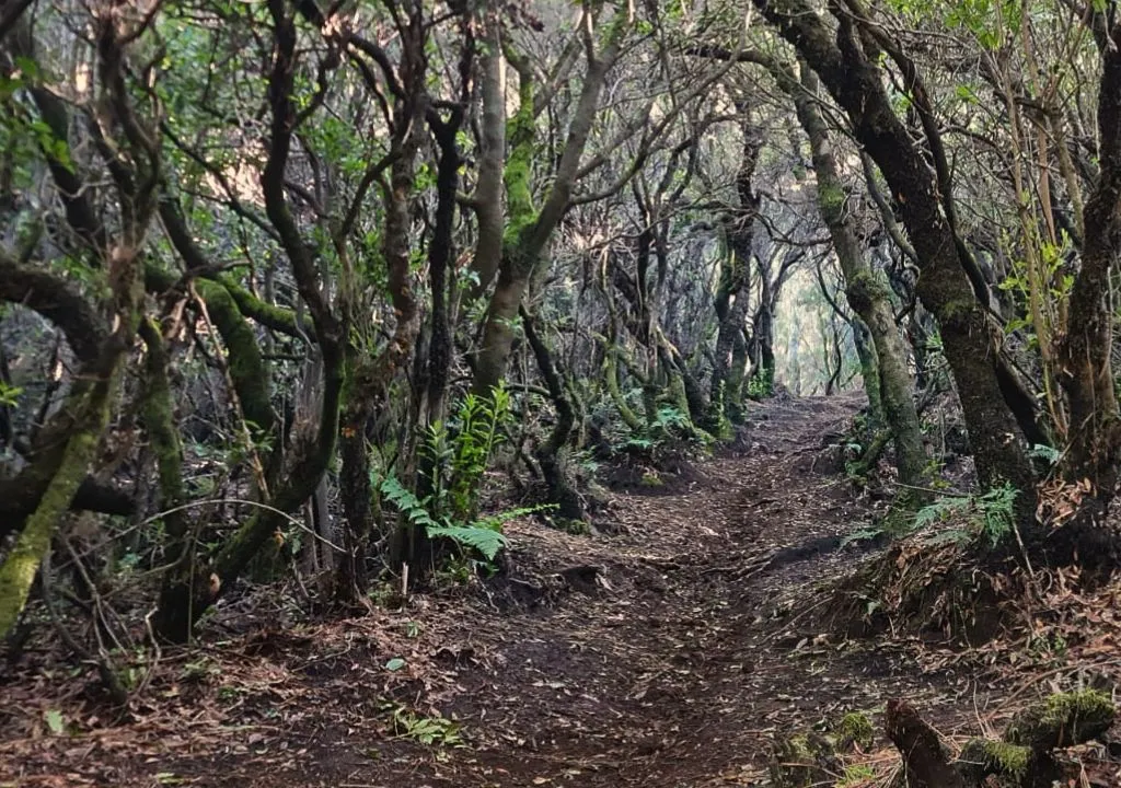 vegetacion tipica de la laurisilva en la isla de la palma