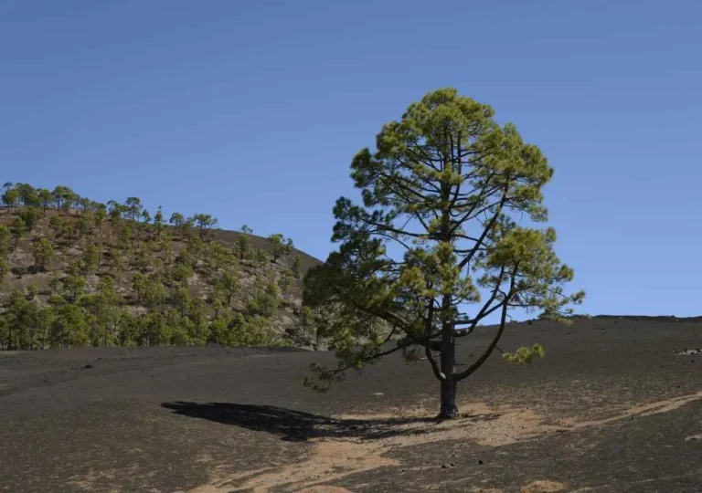 pino canario en el paso la palma