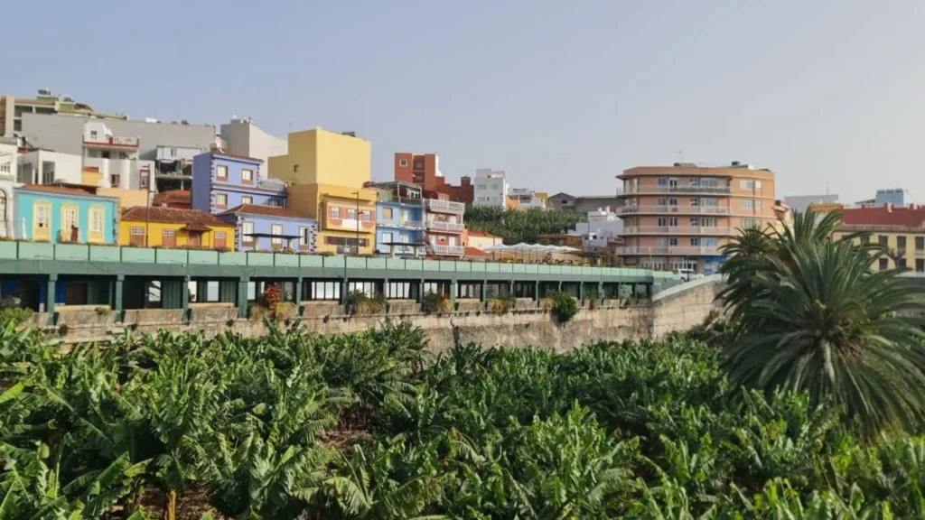 plataneras en el pueblo de tazacorte