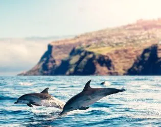 delfines cachorros saltando
