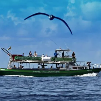 barco flipper la palma