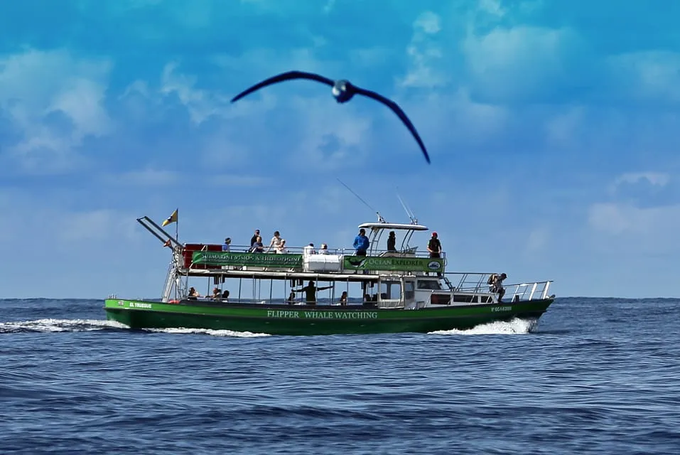 flipper delfines en la palma