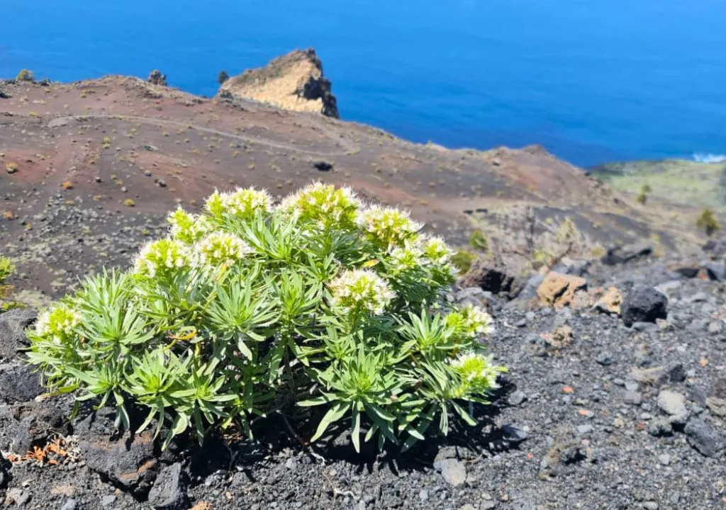 echium brevirame, flora endemica de la isla de la palma