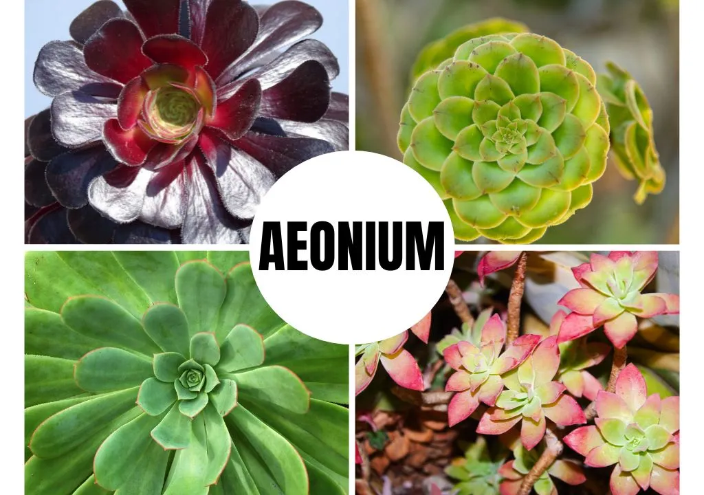 tipos de succulentas en la palma