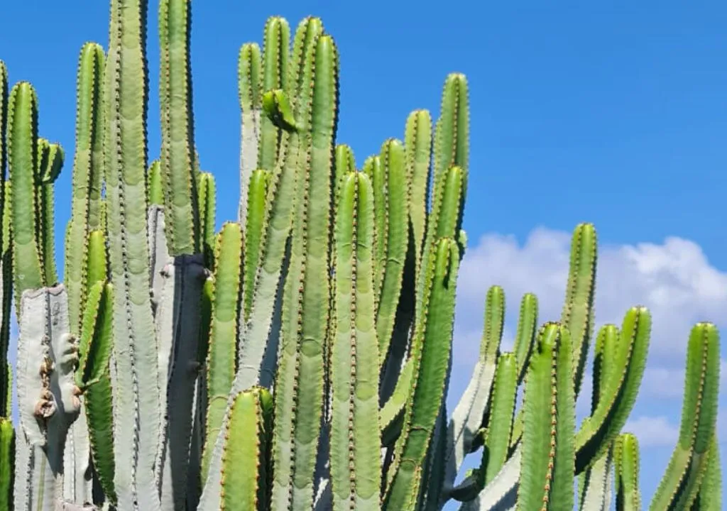cardon (Euphorbia canariensis) cactus de la palma