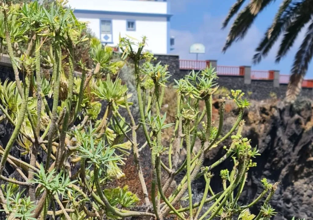 tabaiba dulce en la costa norte de la palma
