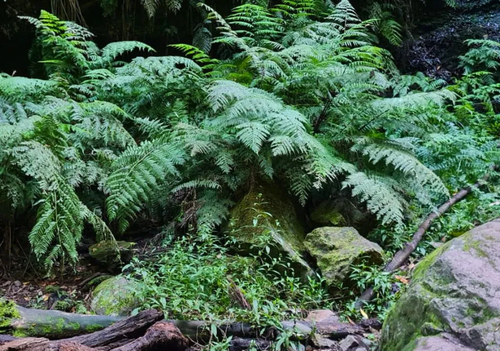 helechos gigantes