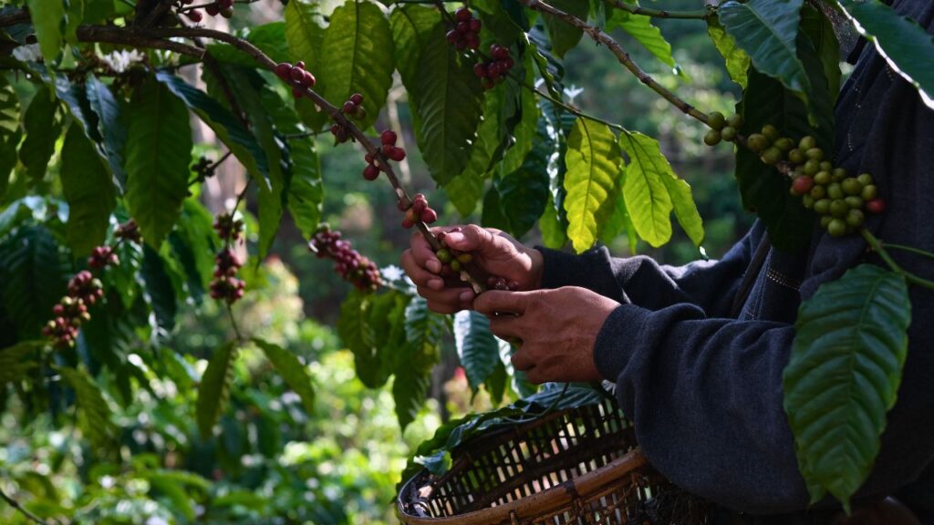 cultivo de café en puntallana