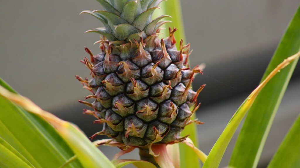 cultivo de piña en puntallana